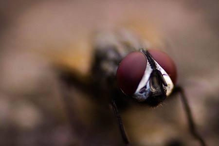 7 solutions faites maison pour les mouches
